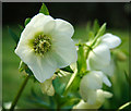 Helleborus orientalis