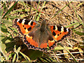 Small Tortoiseshell Butterfly (Aglais urticae)