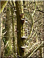 Bracket Fungi next to footpath