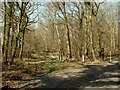 Wolves Wood Nature Reserve