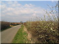 May in March on the road to New Lodge Farm