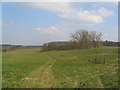 Fields and small wood south of Sudborough