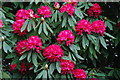 Early Rhododendrons Plas Glyn y Weddw