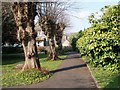 Pollarded trees in the churchyard of St Peter and St Paul, Shepton Mallet