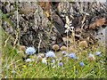 B8645 : Scabious at cliff edge by Kay Atherton