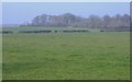 Copse, at Dauntsey Vale