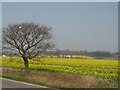 Rapeseed from Sandy Lane