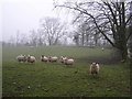 Sheep at Kilreal Upper