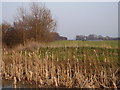 Spring in the fields