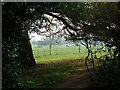 Cows in Field