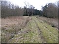 Forestry, Glenalmond