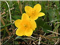 Marsh Marigold