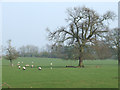 Sheep grazing in Gatacre Park, Shropshire