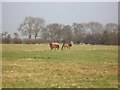 Two Horses - Hollies Farm