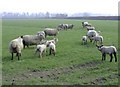 Spring lambs, at Pear Tree Farm