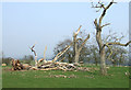 Fallen Oaks, Gatacre Park Farm, Shropshire