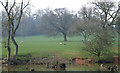 Grazing, Gatacre Park, Shropshire