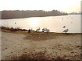 Swans on the Shore of Hogganfield Loch