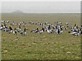 NX9556 : Barnacle Geese at West Preston near Southerness by Oliver Dixon