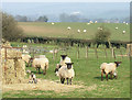 Lambing Time, Gatacre Park Farm, Shropshire