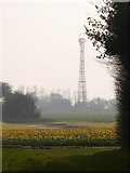 TG1438 : Field of daffodils in front of radio mast by Richard Mudhar
