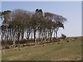 Plantation at Ringmoor Cottage