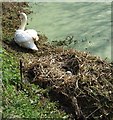 Swans Nest