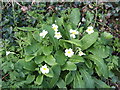 Wild Primrose