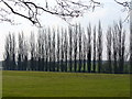 Shelter Belt at Crondall Cricket Ground