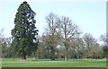 Trees on Golf Course, near Wrottesley Hall, Staffordshire