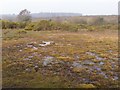 Mire on Broom Hill, New Forest