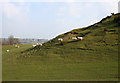 Sheep on hillock