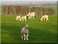 TQ9261 : Sheep at Rodmersham by Penny Mayes