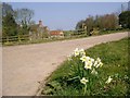 Daffodils at the farm