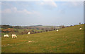 Sheep grazing on Gallt-y-wrach