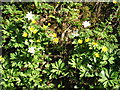 Wood anemone and celandines