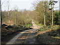 Road through the woods