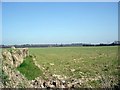 Fallow field near High Kelling