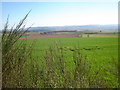 Pasture Land between Kinalty and Reedie