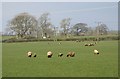 Suffolks on spring grass