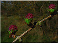 SO4366 : Larch "roses" by Richard Poyer