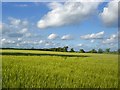 Field nr. Salhouse Church