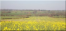 SJ7826 : Rapeseed Field, High Offley by stephen betteridge