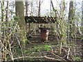 Curiosity in woods near Cuddington