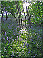 NY6824 : Bluebells in Dufton Ghyll Wood by Keith Duncan