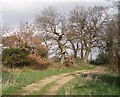 Gnarled oaks beside a track