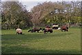 A small flock of ewes and spring lambs