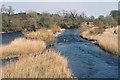 Reedbeds in the Annan, from Mainholme Bridge