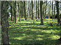 Spring daffodils in the gardens of Priest Bridge House