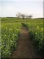 Countryside Public Footpath